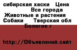 l: сибирская хаски › Цена ­ 10 000 - Все города Животные и растения » Собаки   . Тверская обл.,Бологое г.